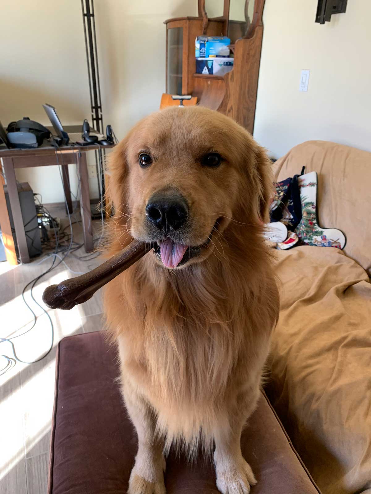 Pixel the dog