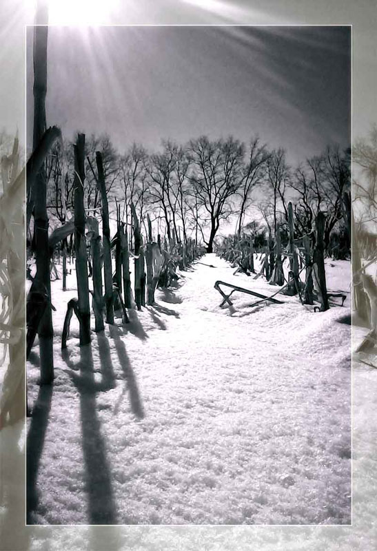 Winter Cornfield