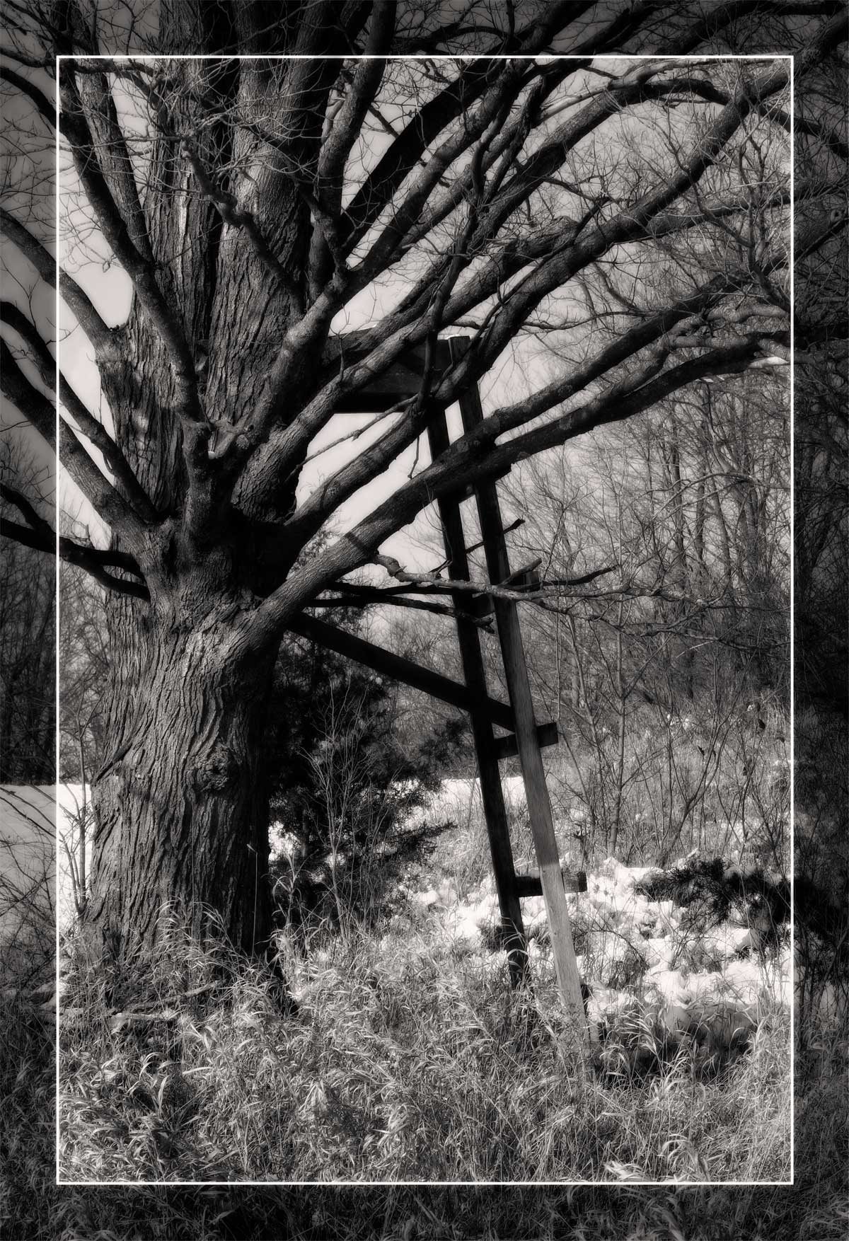 Winterfield