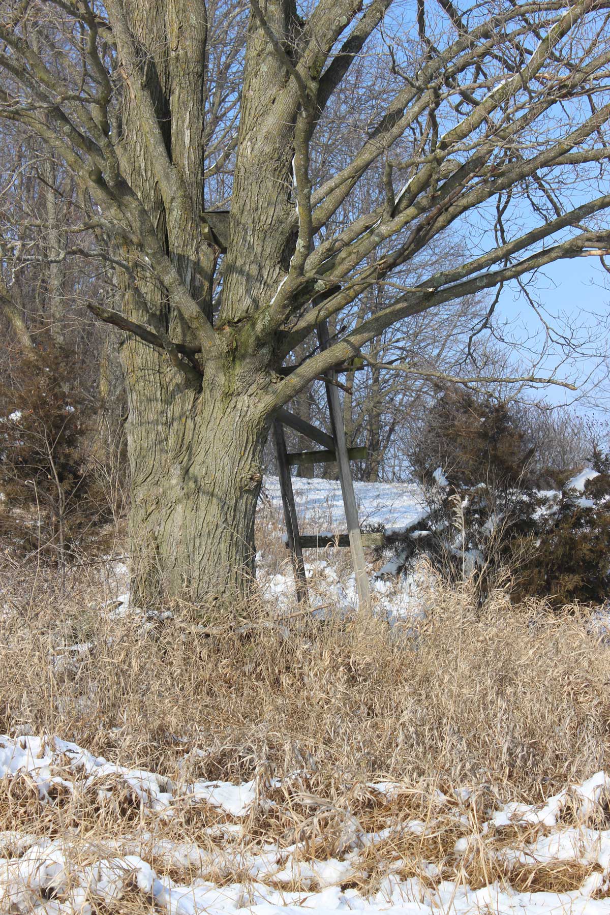 winterfield